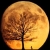 :iconciel-de-stellaire: