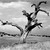 :iconcigarettetrees: