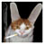 :iconcikkano: