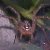 :iconcilicia-sion: