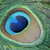 :iconcinderblooms: