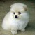 :iconcindercotton:
