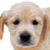 :iconcinderellax33: