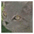 :iconcinderpelt-lovers: