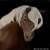 :iconcinhorse: