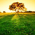 :iconcinnamon-bluegard: