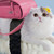 :iconcinnheart: