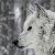 :iconcinzawolf: