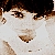 :iconciottolo: