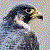 :iconcipherfalcon: