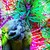 :iconcipta008: