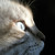 :iconcirclesclose: