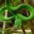 :iconcircussnake: