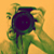 :iconcirillo75: