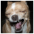 :iconcirro-stratus: