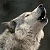 :iconcirruswolf: