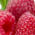 :iconcitrusberry: