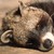 :iconcivettictis-choco:
