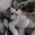 :iconciycat: