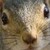 :iconcjslide9: