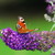 :iconck123617: