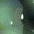 :iconcko-the-fox2010217: