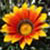 :iconclaireboho: