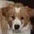 :iconclairs-wood: