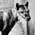 ClanThylacine :iconclanthylacine: