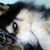 :iconclapnight: