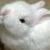 :iconclarissalimpin: