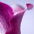 :iconclarissep: