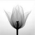 :iconclassic-murder: