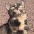 :iconclassictabby: