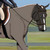 :iconclassyhorse: