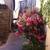 :iconclaude007: