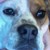 :iconclaudiapuppy: