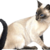 :iconclavann: