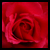 :iconclearlyphotography: