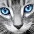 :iconclearwatersaphire: