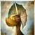 :iconcleatus-daleborn: