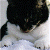 :iconclee2257: