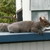 :iconcleo-the-squirrel: