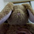 :iconcleopatraxii: