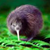 :iconcleverkiwi: