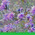 :iconclklill: