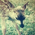 :iconcloudscollector:
