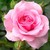 :iconcloudstar56: