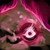 :iconcloudstudium: