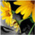 :iconcloudtasteslikesugar: